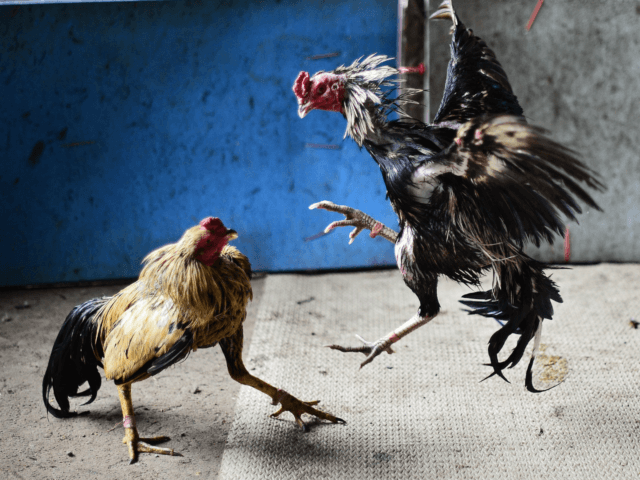 Pengertian Judi Sabung Ayam Untuk Pemula