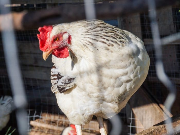 Cara Mendapatkan Judi Sabung Ayam Paling Memuaskan