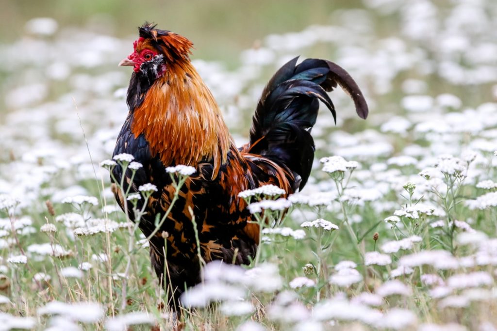 Sejarah sabung ayam di Indonesia