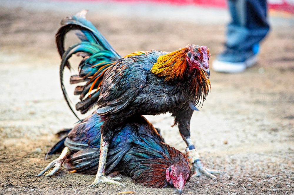 Sabung Ayam Online SV388 Terlengkap