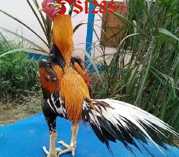 S128S: Situs Sabung Ayam Online Paling Dicari Tahun Ini